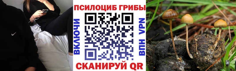 Купить  Вологда  Псилоцибиновые грибы Psilocybe 